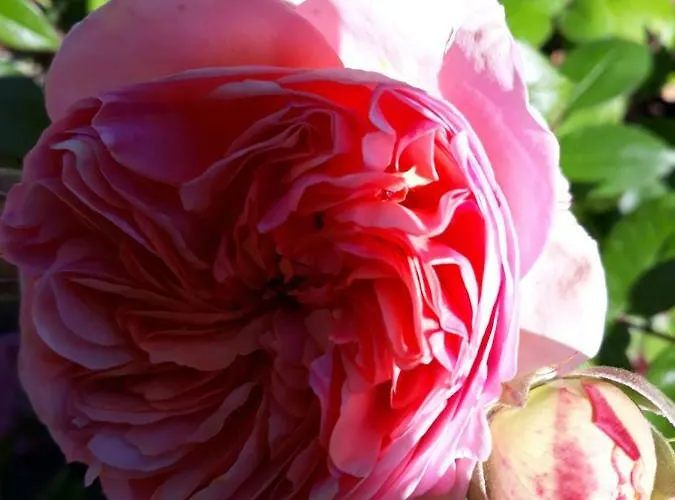 -coeur Historique -my Little Garden - Parking Gratuit 500m -la Clef De Honfleur