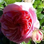 -coeur Historique -my Little Garden - Parking Gratuit 500m -la Clef De Онфлёр